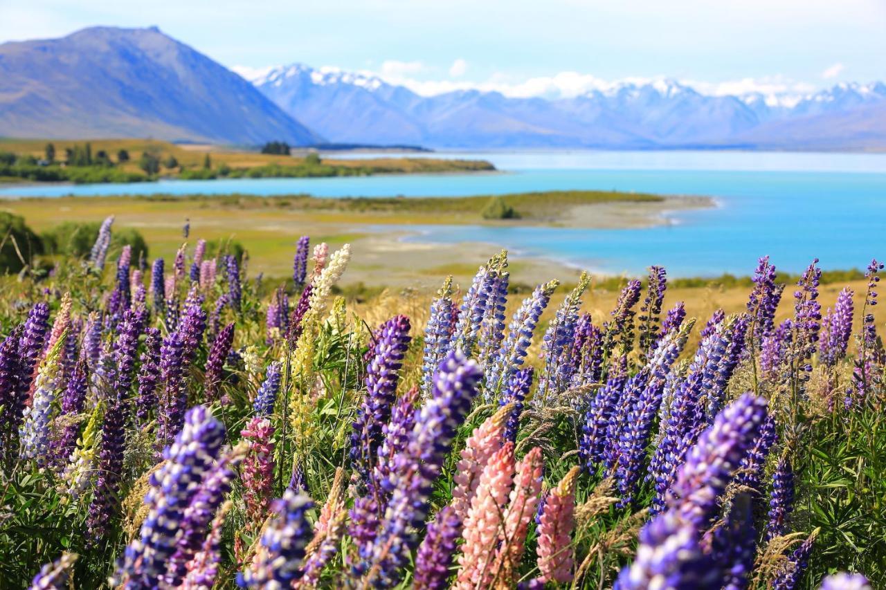 Galaxy Boutique Hotel เลคเทคาโป ภายนอก รูปภาพ Lupine flowers at Lake Tekapo